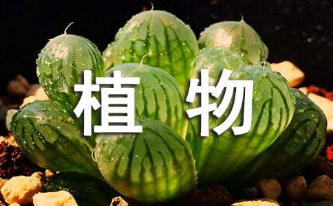 植物學實習報告模板