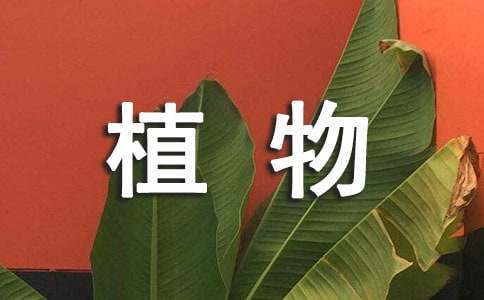 植物學(xué)野外實習(xí)報告